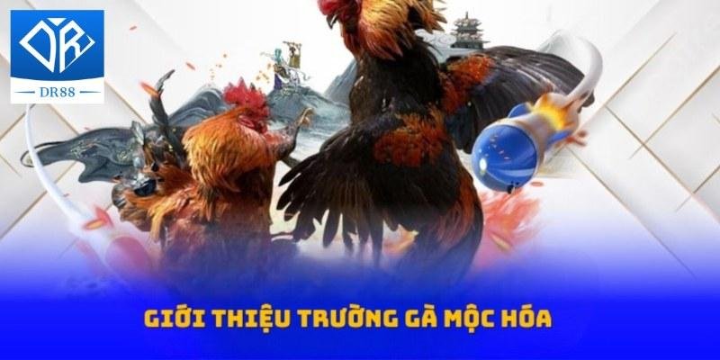 Trường Gà Mộc Hóa – Nơi Hội Tụ Những Trận Đấu Hấp Dẫn